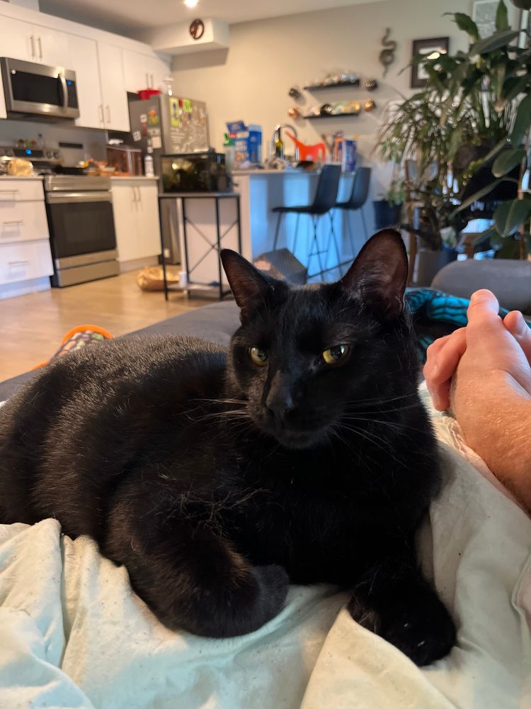 beautiful big boy black cat sits on bailey’s partners lap 