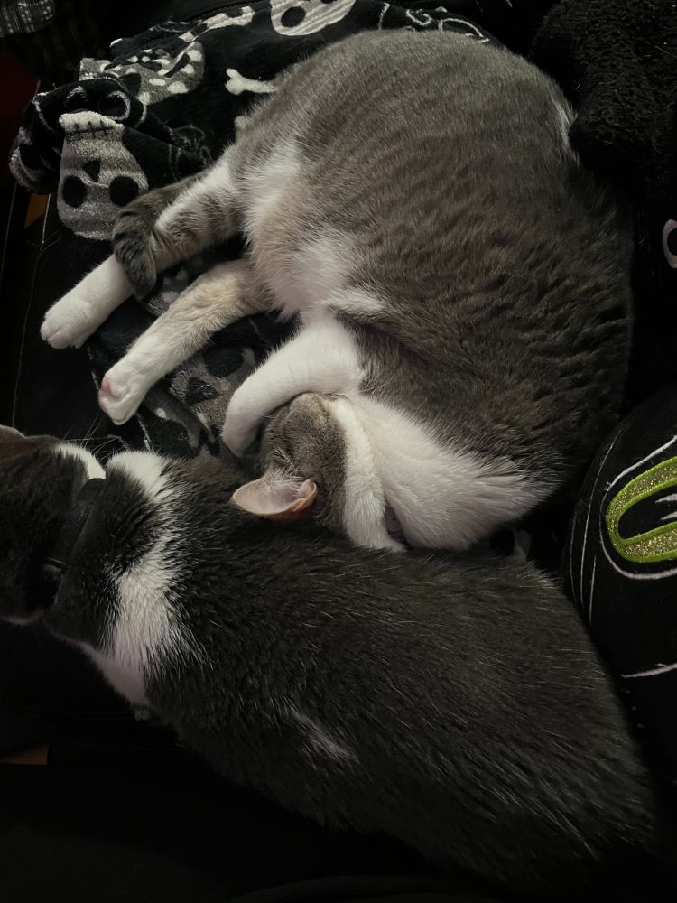Two gray and white cats lie together on a black and white fleece blanket. The bottom, darker cat is in modified loaf position, mostly on her side. The top, lighter cat is in half-shrimp position, with one paw over her face, and the top of her head pressed against the other cat's side.