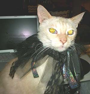 A cream and orange cat wearing a "collar" of long strips of lace and metallic fabric (it's actually an ornamental hair tie). He looks less than pleased.