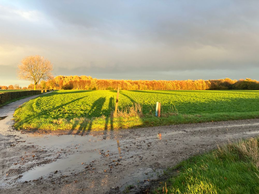Landschap met felle avondzon. Grasland. Bomen op de achtergrond. Voor een modderweg. 