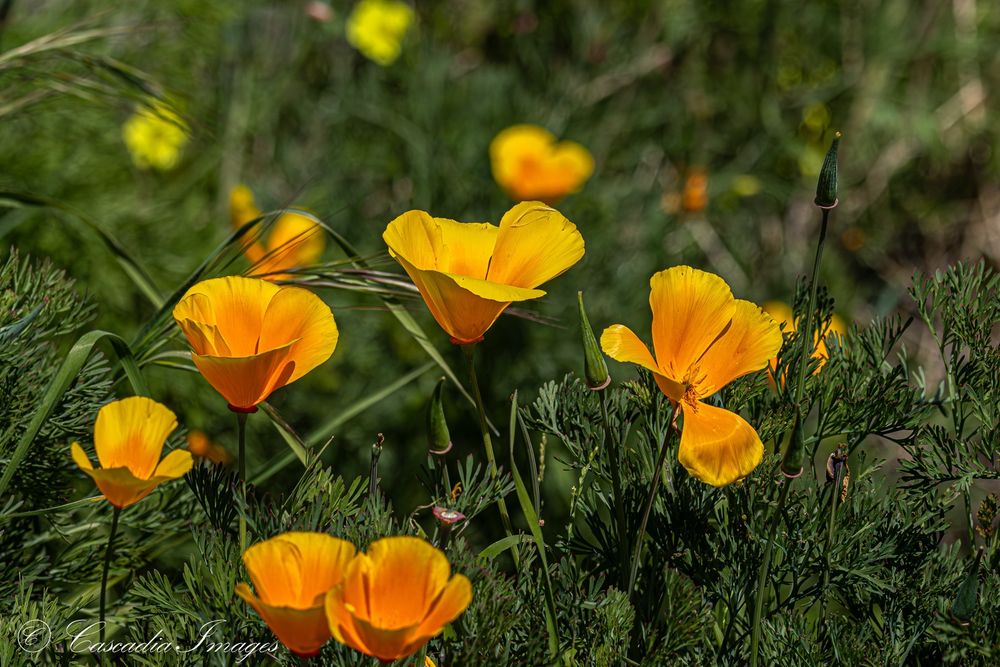 The photo shows some California poppies, a native plant with yellow/orange flowers. Photographed in Santa Barbara.