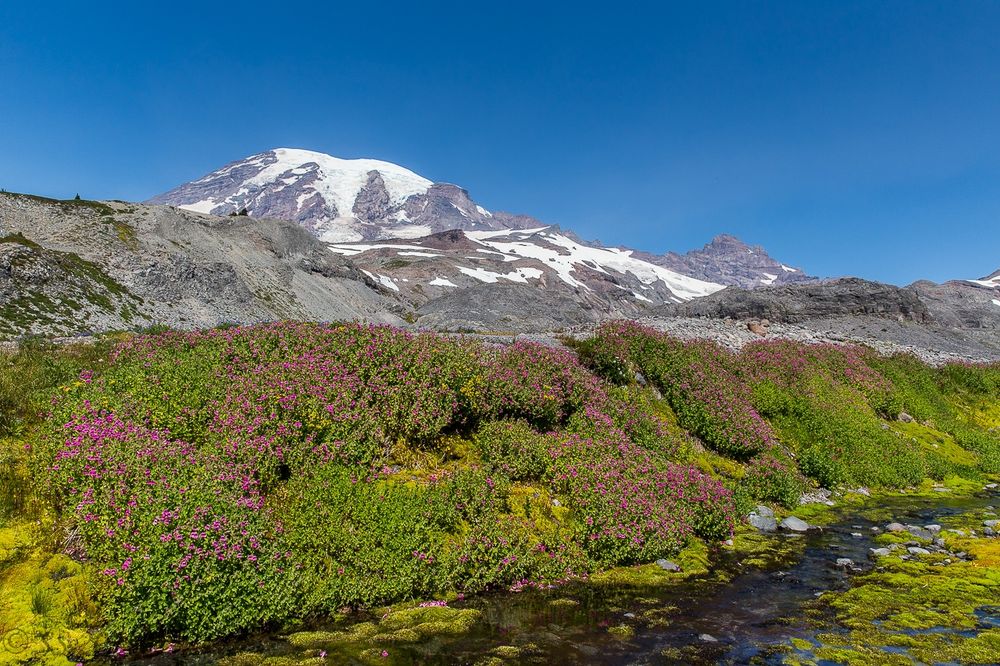 The photo shows a stream running from left to right in the foreground, surrounded by wildflower meadows. Mt. Rainier is in the background. The photo was taken in Mt. Rainier NP.