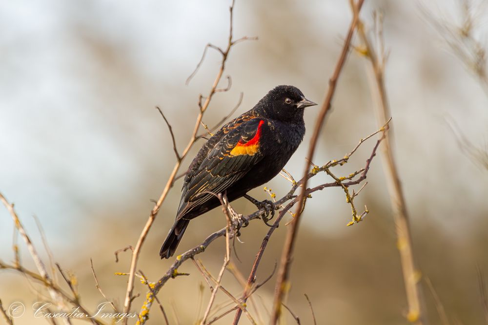 A red-winged blackbird poses on the branch of a shrub that is bare in mid-winter. The setting sun is to the left and casts a nice glow on the bird. 