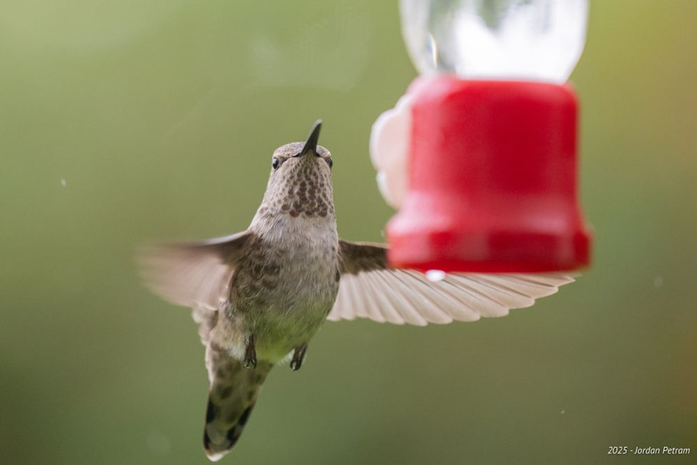 A hummingbird hovers in midair, feeding from a red and white plastic nectar feeder. Its wings are spread wide, frozen in motion, and its beak is inserted into one of the feeder’s ports. The background is a smooth green gradient, suggesting a natural outdoor setting. Tiny droplets or particles are suspended in the air, and the photo is signed “2025 – Jordan Petram” in the bottom right corner.