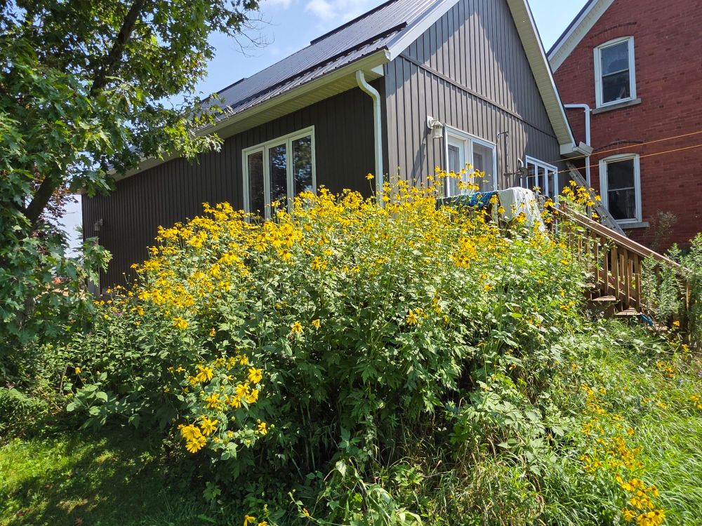 Photograph of grayheaded coneflowers (Ratibida pinnata) swamping an entire garden by a house.