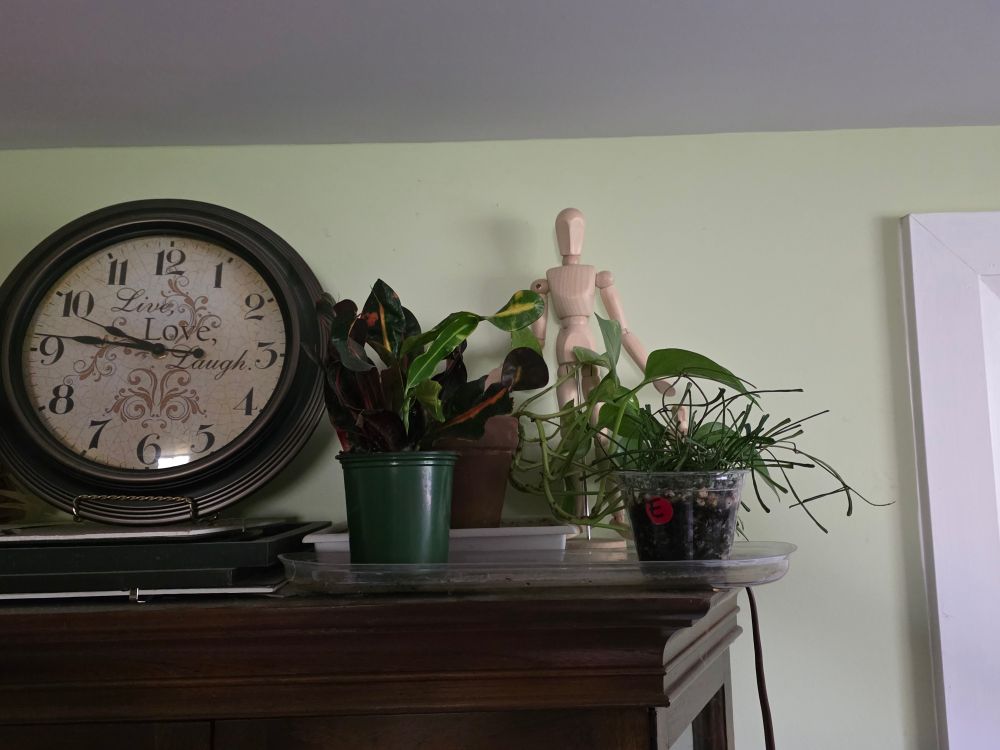 Photograph of a Hoya, Croton, and Hoya retusa on top of the curio cabinet.