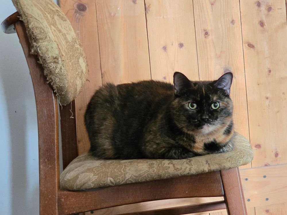 Photograph of Alice Angel the tortoisehell cat loafing on a chair looking at the camera.
