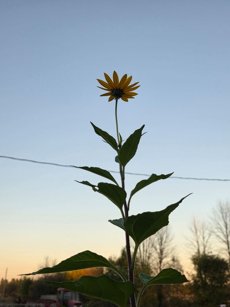 Photo of a sunchoke bloom viewed from below