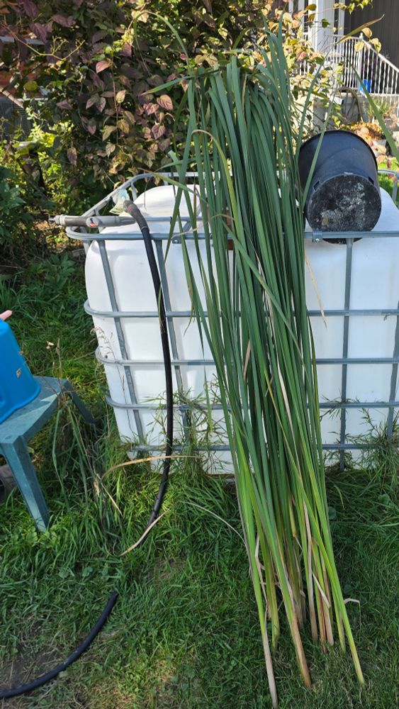 Photograph of cut cattail leaves leaning on a water tank