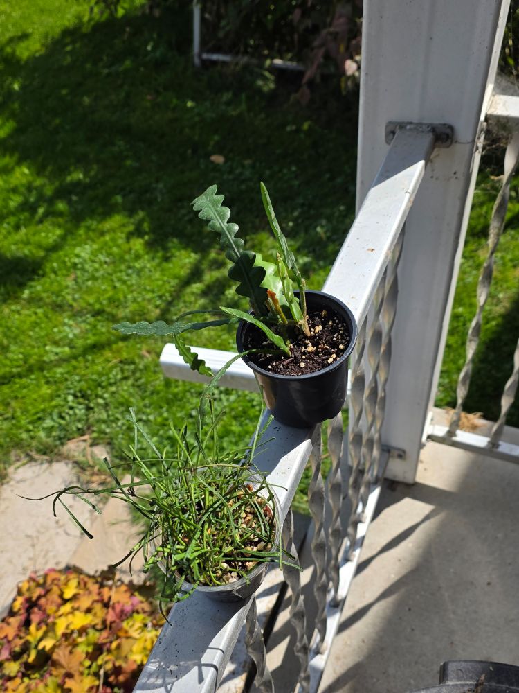 Photograph of a potted Hoya retusa and fishbone cactus resting on a metal railing