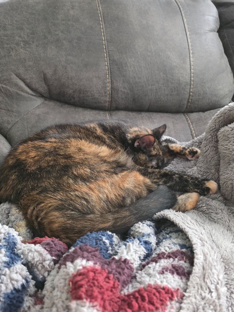 Alice angel the tortoisehell lounging on a fuzzy blanket