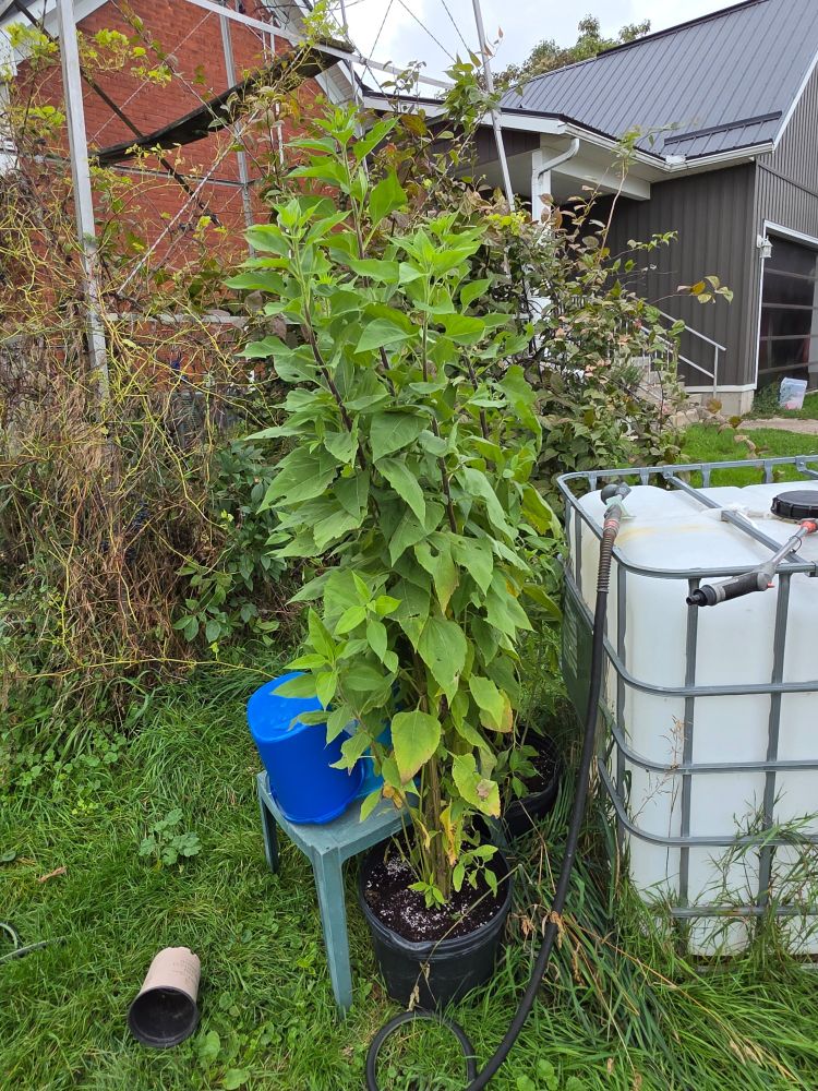 Photograph of two large planters filled by towering sunchoke plants.