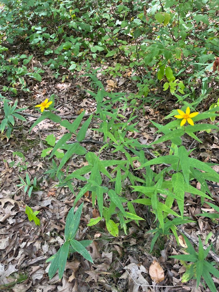 Photograph of woodland sunflowers (Helianthus divaricatus)