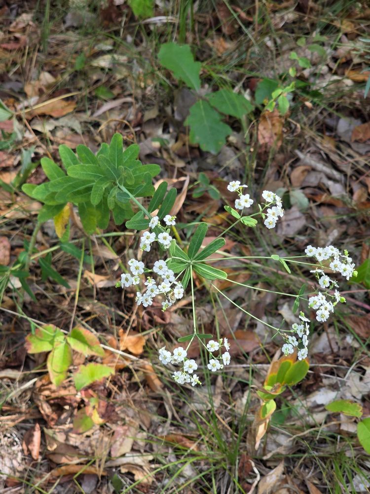 Photograph of a Euphorbia corollata plant