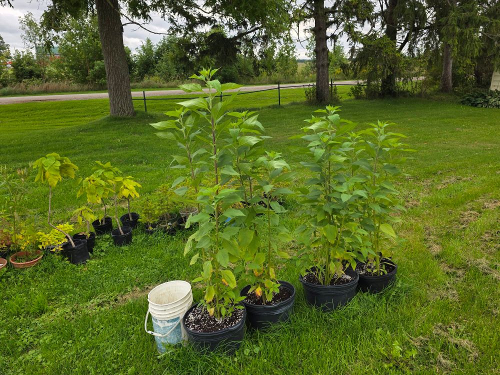 Photograph of 4 large planters with tall sunchokes growing in them. Potted trees can be seen behind them.