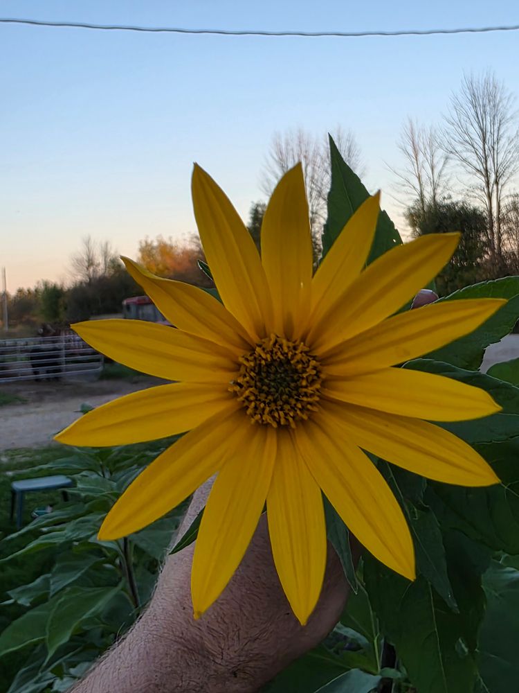 Photo of a sunchoke flower, hand pulling the stem down to get a better view of the flower