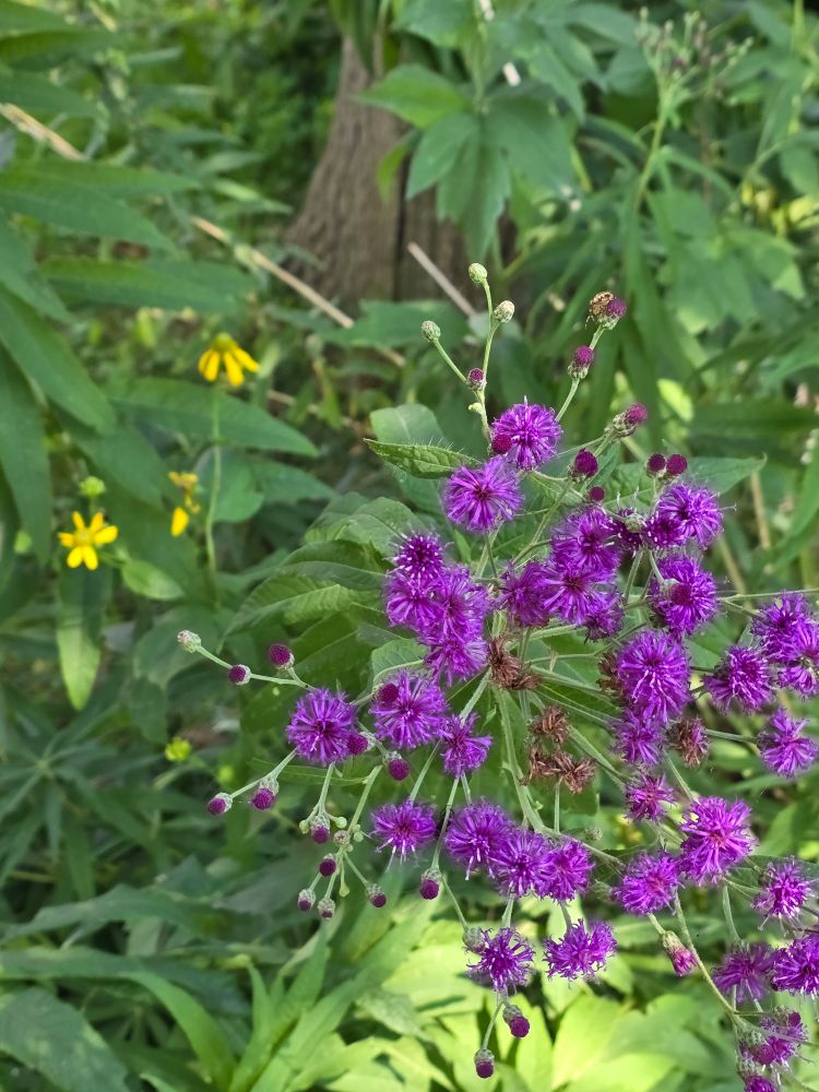 Photograph of ironweed flowers. Some grayheaded coneflower is in view in the background.