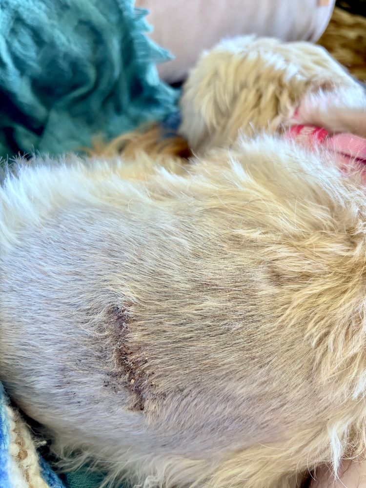 We see a small, creamy white dog from the back, wearing a bright pink collar. A large section of the hair on her back is clipped short, and in the middle of that section is a skinny scar that’s a bit darker than the area around it due to small scabs stuck in the growing hair.