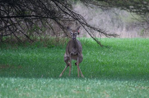 A GIF of a deer looking right at the camera peeing, while the POV zooms in on its face