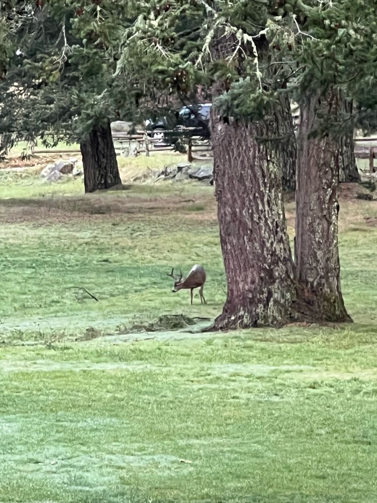 One of the Doe Bay locals stopped by.