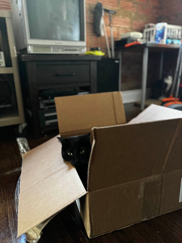 black cats head sticking out of box on hardwood floor