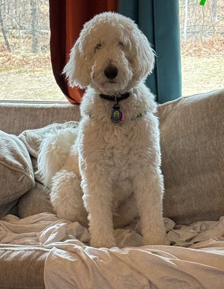 A fluffy white mixed breed dog sitting on a couch