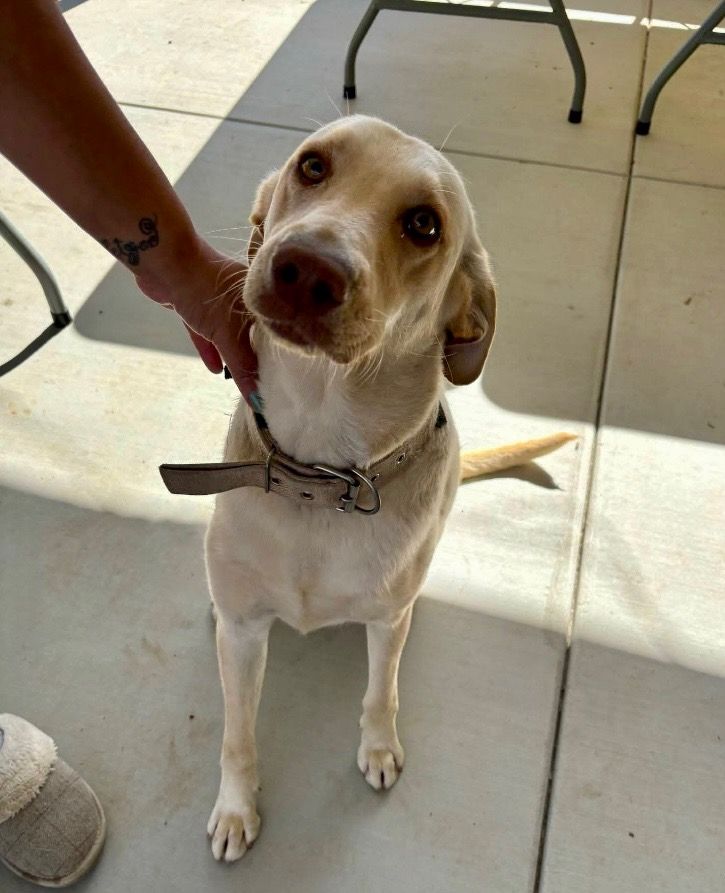 Young yellow lab mix looking at camera with big golden eyes