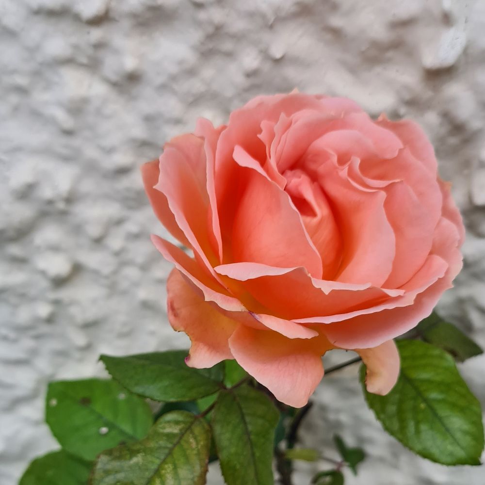 Rose against house wall in November 