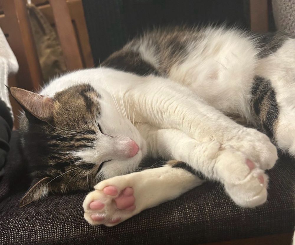 実家に住んでいるかわいい猫 オス 推定8歳