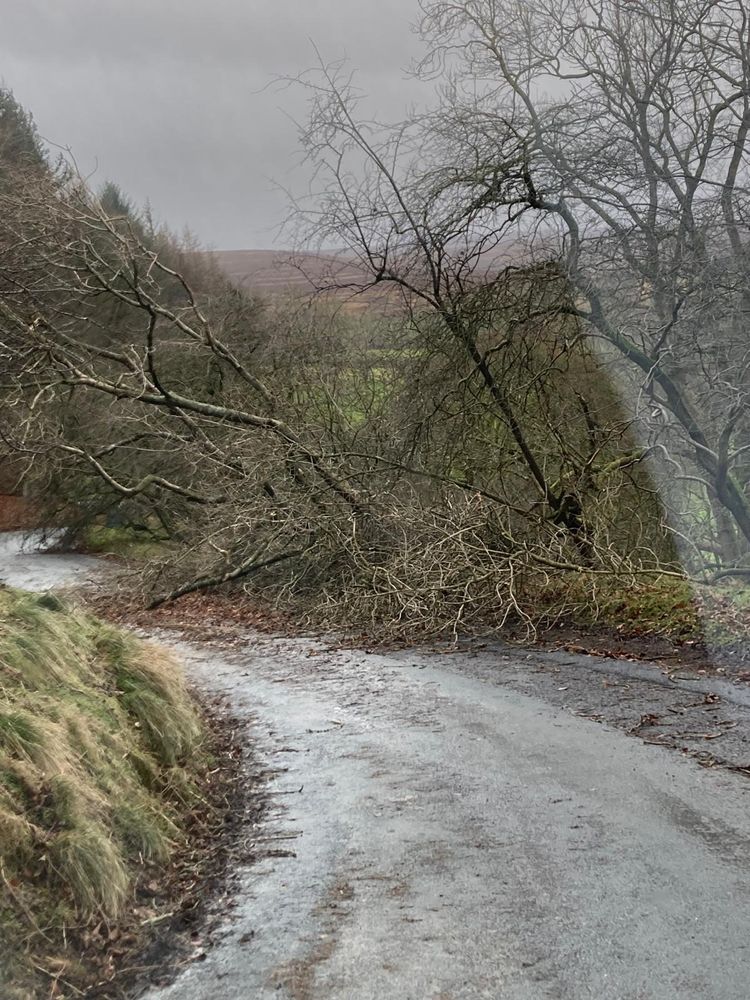 Fallen tree blocks road 