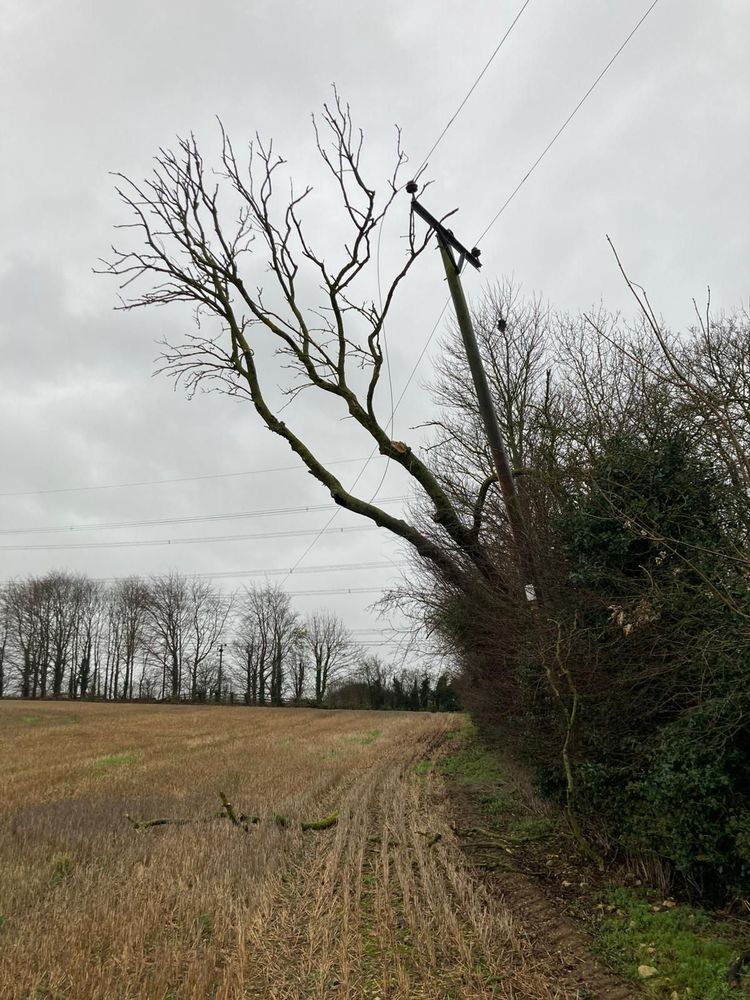 Fallen tree affects power line