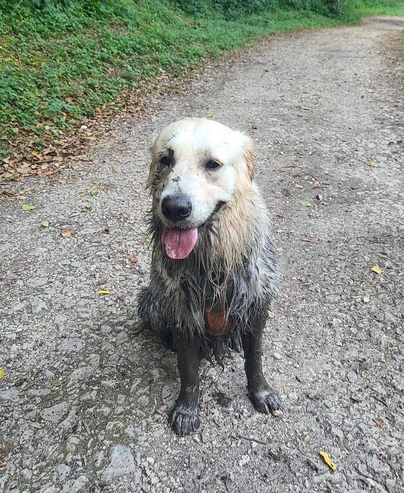 Photo d'Oslo, golden boueux, qui est sensé être blanc crème mais est actuellement d'un magnifique dégradé noir/gris/beige sale. Il est assis au milieu d'un sentier, langue sortie dans un sourire heureux. 