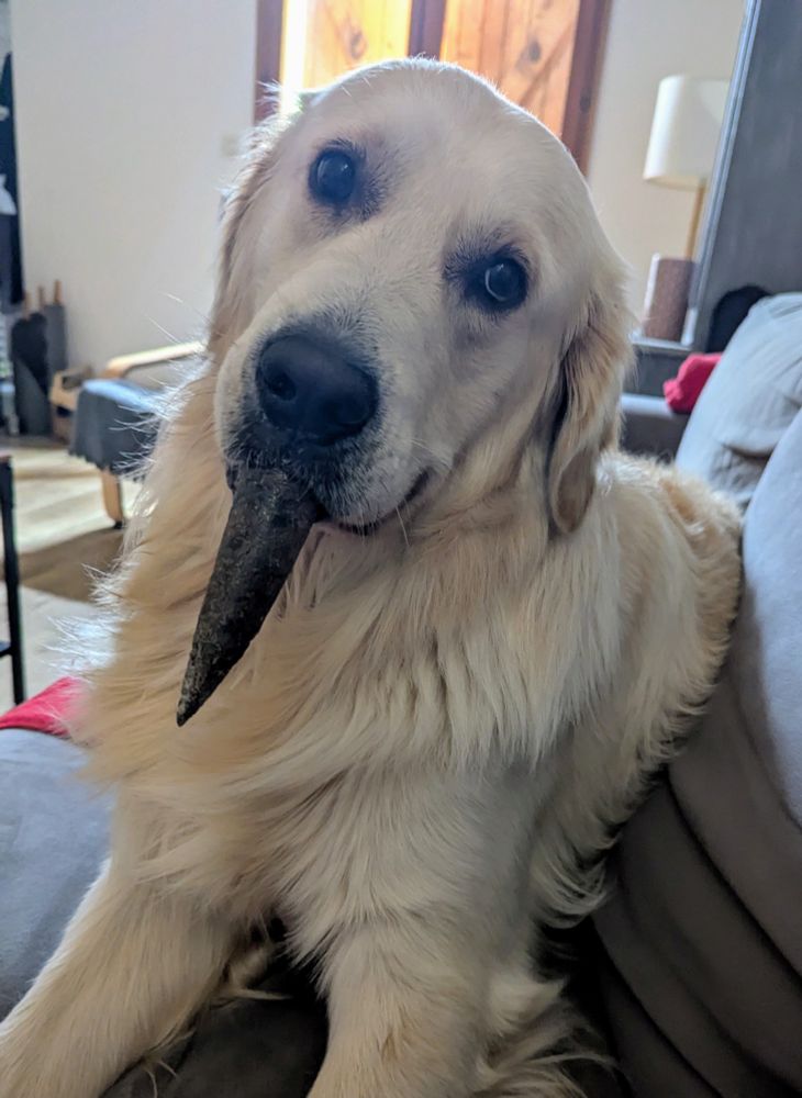 Oslo, le plus mignon des golden, couché sur la canapé. Il me regarde en penchant la tête sur le côté, une corne de buffle en bouche qui pointe vers le bas, comme une grosse monodent. Il a l'air adorablement débile. 