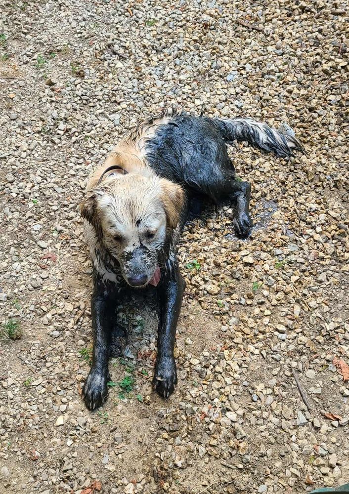 Photo vue de dessus, Oslo golden retriever est allongé dans du gravier. Le sommet de sa tête et le dessus de son dos sont beige doré, tout le reste noir pétrole. On aperçoit un bout de langue rose qui pendouille. 