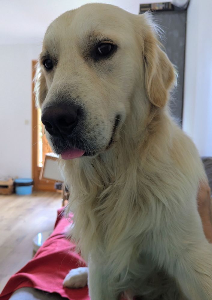 Photo d'Oslo, le plus mignon des goldens, qui me regarde un peu de côté avec son bout de langue tiré. 