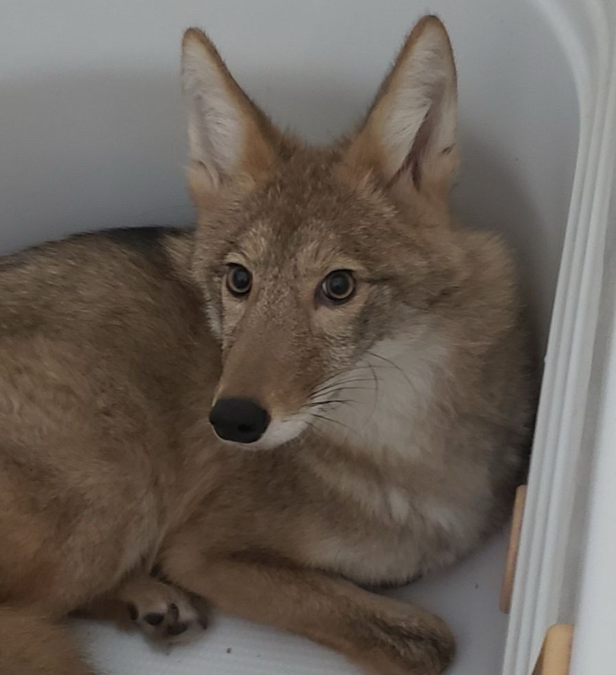 coyote looking at the camera