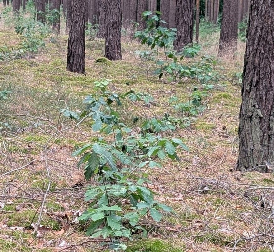 Young oak seedlings growing in a row on a mossy forest floor under tall pine trees.