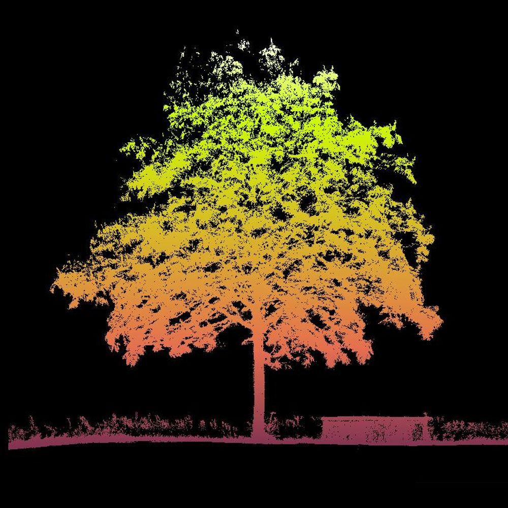 3D point cloud model of a tree from TLS scan, color-coded by height from pink at the base to yellow in the upper canopy, on a black background.