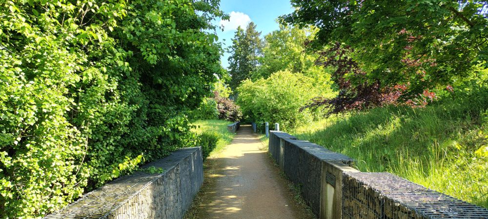 A sunlit path lined with stone-filled metal gabion walls and dense green foliage on a university campus, leading through a lush, tree-covered area with a bright blue sky overhead. (photo by Chiara Mansi)