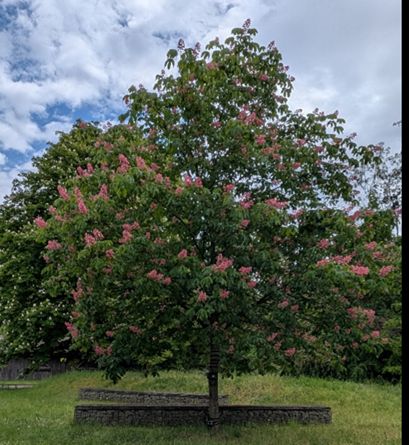 Blooming horse chestnut tree ‘Rosie’ on the GeoCampus Lankwitz, with pink blossoms, green grass, and a partly cloudy sky.