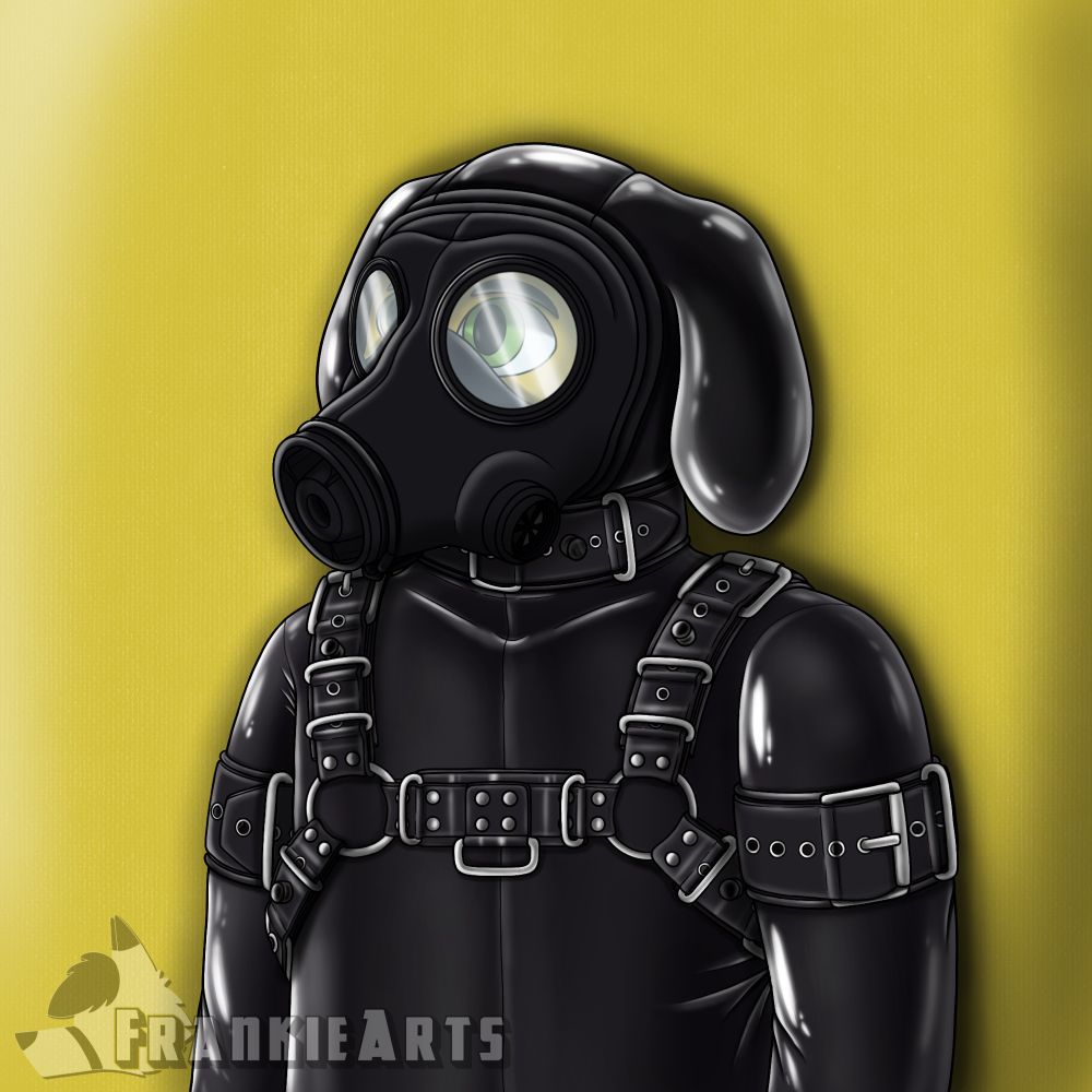 Benji the golden retriever clad in his black latex catsuit, S10 gasmask, collar, rubber harness, and cuffs. 