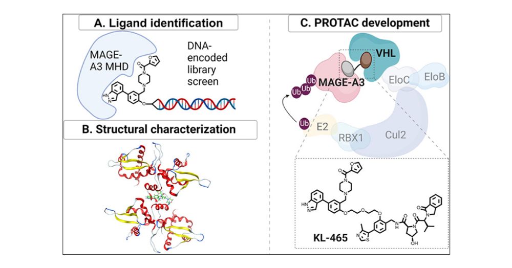 Development of Ligands and Degraders Targeting MAGE-A3