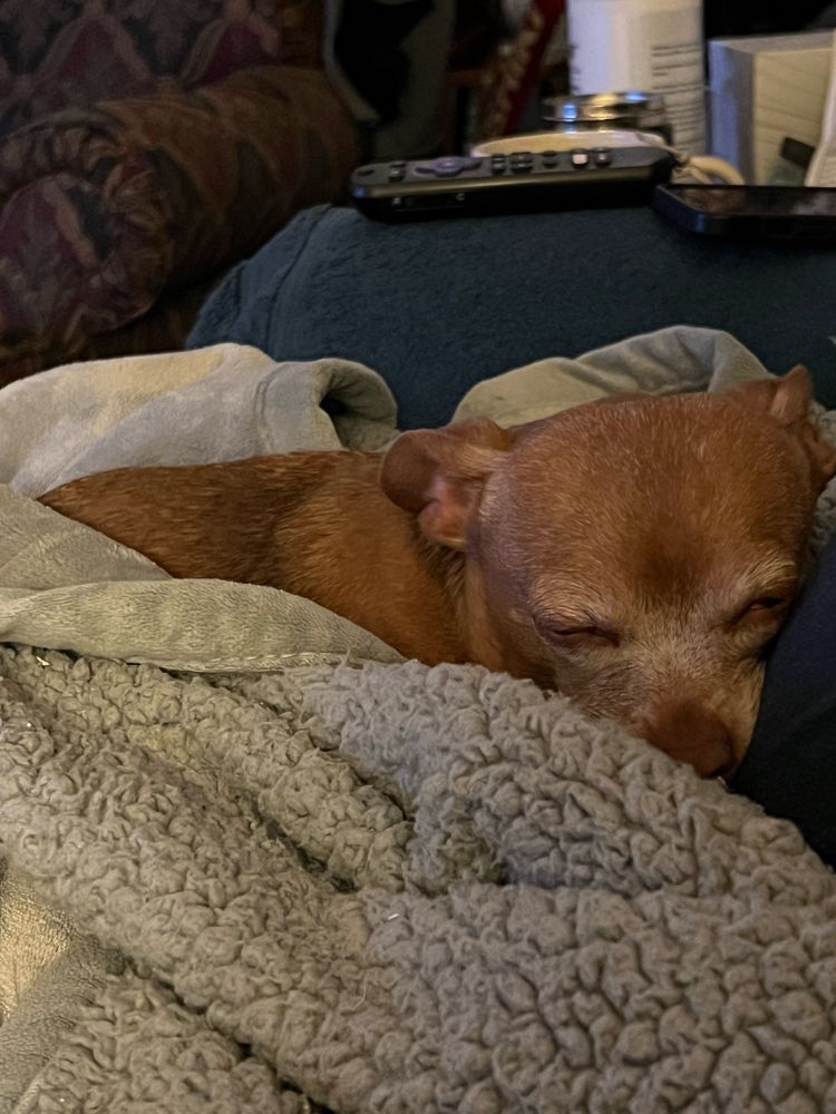 My old brown chihuahua, Valentine. She is sleeping in a nest of blankets against the side of the couch. Her ears are pinned back in content. Her face is white because she is so old.