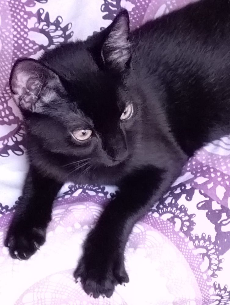 Black kitten Ollie layying on the bed, his claws out, but relaxed, gazing to his left with a thoughtful expression on his face