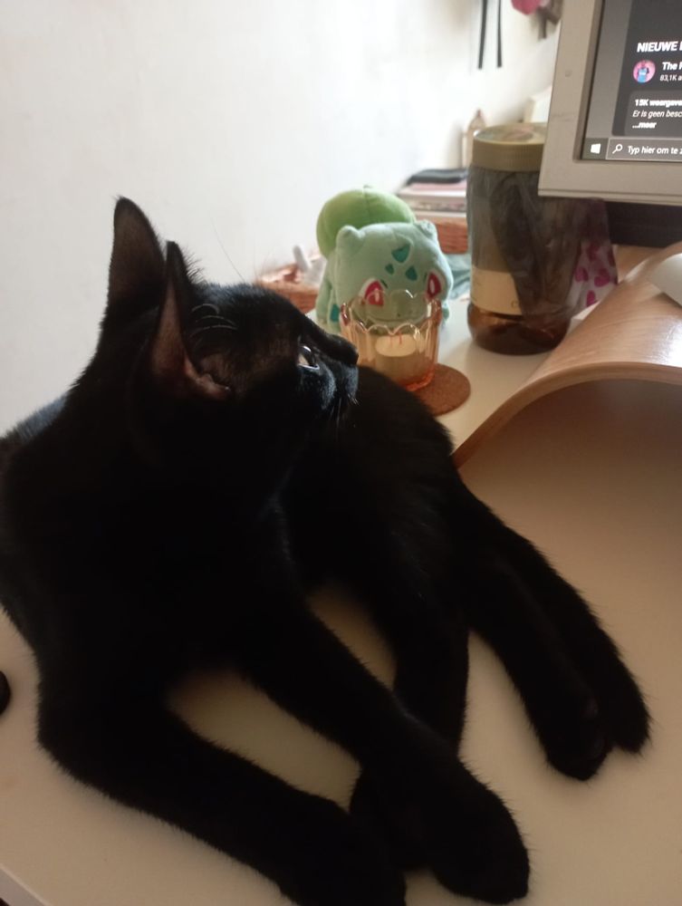 Black kitten Ollie, laying on a white desk, watching Youtube with his mama with a serene and interested expression