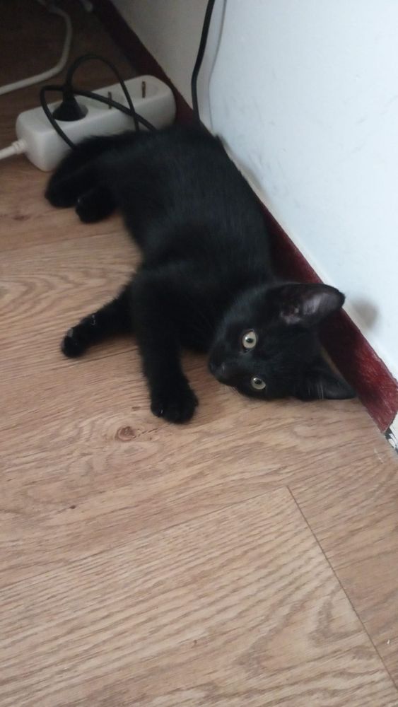 Black kitten Ollie on his first night in his forever home - laying on his side on the floor, looking at me