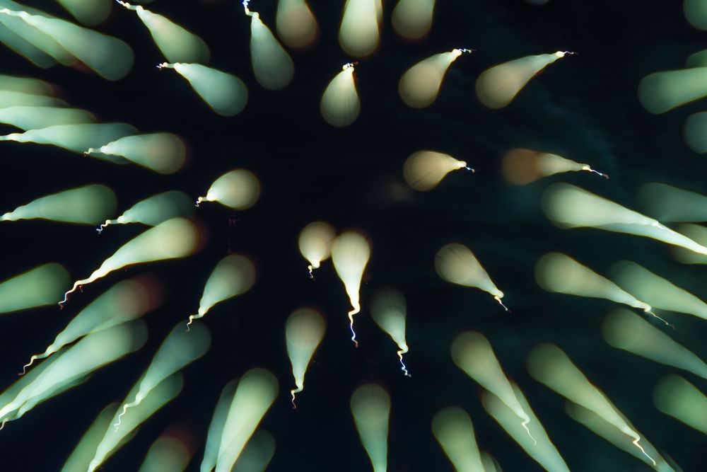 A defocused and refocused long-exposure photo of a green firework. The focusing changes the shape of the burst of sparkles, making the sparkles look like cones. The photo makes the sparkles look like a spiny plant.