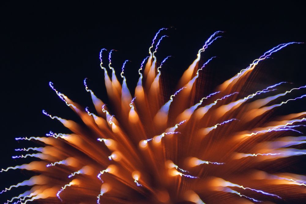 Long-exposure of a brown firework. The light streaks make the firework look like a spiky plant with blue tips.
