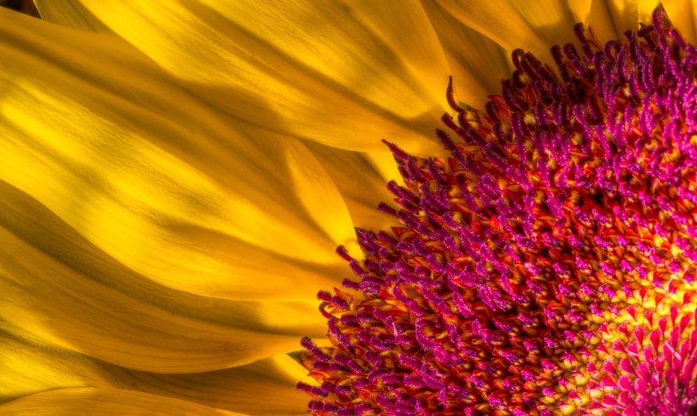 Macro photo of a sunflower 