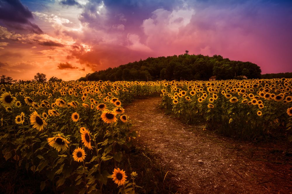 Field of sunflowers with a path down the middle with bad weather looming. 